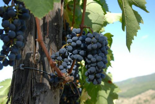 Drastico calo delle produzioni di uve da vino