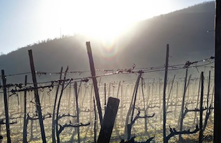 Cambiamenti Climatici: cosa sta cambiando in viticoltura e vinificazione